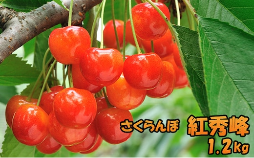 先行受付 北海道 仁木町産さくらんぼ 紅秀峰 1.2kg （300g×4パック） 美味しい 人気 おすすめ お裾分け サクランボ チェリー フルーツ 果物 果物類 仁木町 仁木 [JA新おたる]