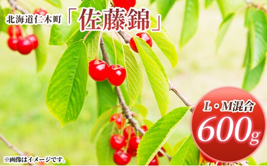 先行受付 北海道 仁木町産 さくらんぼ 佐藤錦 600g (300g×2パック) L・M混合 旬 桜桃 産地直送 サクランボ チェリー フルーツ 果物 果物類 仁木町 仁木 [松山商店]