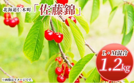 先行受付 北海道 仁木町産 さくらんぼ 佐藤錦 1.2kg (300g×4パック) L-Mサイズ 混合 旬 桜桃 産地直送 サクランボ チェリー フルーツ 果物 果物類 仁木町 仁木 [松山商店]