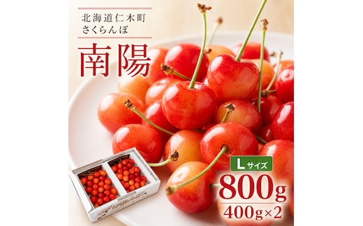 2027年発送 北海道 仁木町産 さくらんぼ 南陽 400g×2P Lサイズ サクランボ チェリー フルーツ 果物 果物類 仁木町 仁木 [林果樹園]