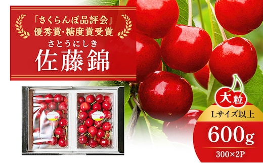 先行受付 北海道 仁木町産「匠」 さくらんぼ 【 佐藤錦 】300g×2 嶋田茂農園 サクランボ チェリー フルーツ 果物 果物類 仁木町 仁木 [嶋田茂農園匠]