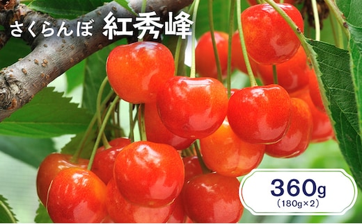 先行受付 北海道 仁木町産 さくらんぼ 紅秀峰 360g（180g×2パック） サクランボ チェリー フルーツ 果物 果物類 仁木町 仁木 [JA新おたる]