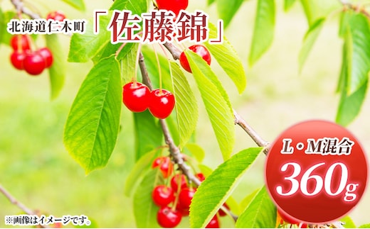 先行受付 北海道 仁木町産 さくらんぼ 佐藤錦 360g (180g×2パック) L-Mサイズ 混合 旬 桜桃 産地直送 サクランボ チェリー フルーツ 果物 果物類 仁木町 仁木 [松山商店]