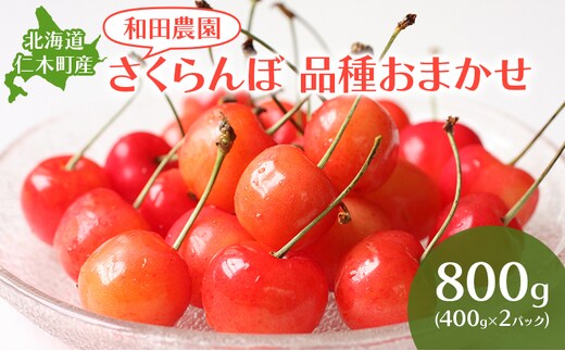 [2026年発送] 北海道 仁木町産 さくらんぼ 品種おまかせ 800g(400g×2パック) サクランボ チェリー フルーツ 果物 果物類 仁木町 仁木 [和田農園]