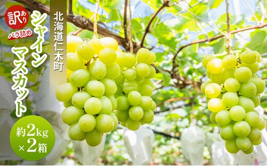 [2026年発送] 訳あり 北海道 仁木町 シャインマスカット 約2kg×2箱 ブドウ 葡萄 マスカット 果物 くだもの フルーツ [嶋田茂農園匠]