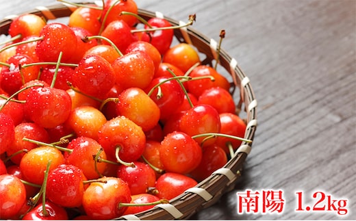 北海道 仁木町産 さくらんぼ 南陽 1.2kg (300g×4パック) Lサイズ以上 旬 桜桃 産地直送 サクランボ チェリー フルーツ 果物 果物類 仁木町 仁木 [松山商店]