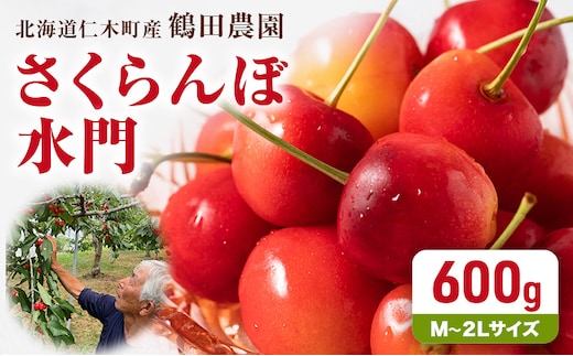 2027年発送 数量限定 北海道 仁木町産 さくらんぼ 水門 600g M～2Lサイズ 朝採り サクランボ チェリー フルーツ 果物 果物類 仁木町 仁木 [鶴田農園]