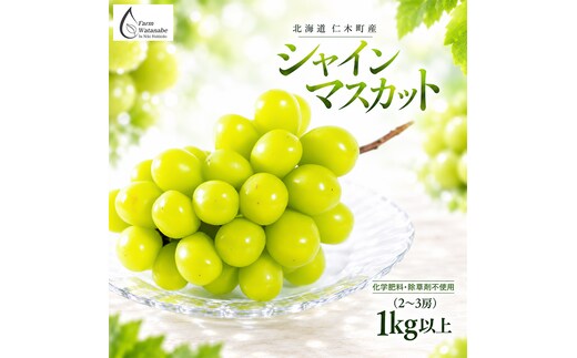 【2026年産】北海道 仁木町産 シャインマスカット 1kg以上 (2～3房) 化学肥料・除草剤不使用 ぶどう フルーツ 果物 くだもの [Farm Watanabe]
