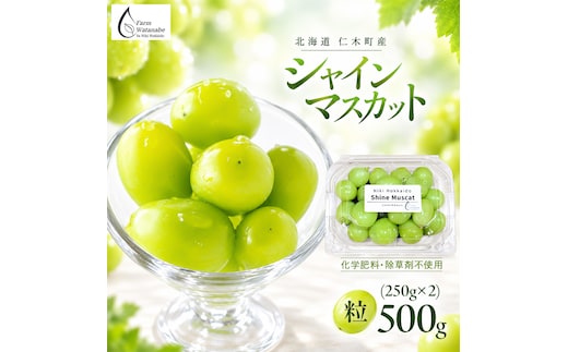 【2026年産】北海道 仁木町産 シャインマスカット 粒 500g (250g×2) 化学肥料・除草剤不使用 ぶどう フルーツ 果物 くだもの [Farm Watanabe]