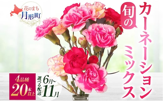 ＜選べる配送月＞ 北海道 カーネーション ミックス 4品種 20本以上 花 花束 切花 ブーケ 旬 季節 詰め合わせ 生花 フラワー アレンジメント 産地直送 9月お届け