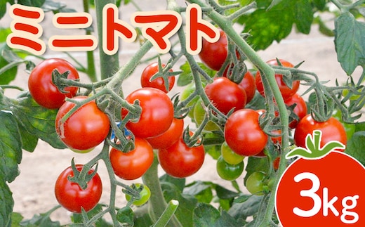 【先行受付】 ミニトマト 3kg【令和8年7月下旬～9月発送】【1200601】