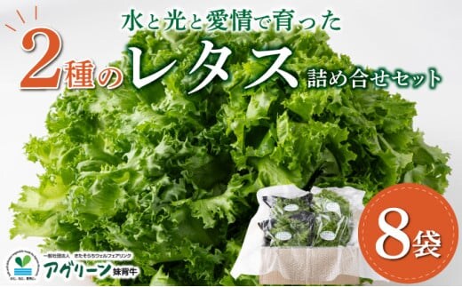水と光と愛情で育ったレタス詰め合わせ 8袋入 | リボンレタス フリルレタス 008-a001
