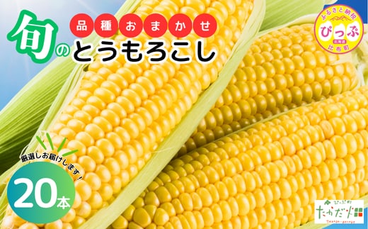 【2026年7月下旬頃発送】とうもろこし 品種おまかせ 20本 【たかだ畑】 あまいんです 恵味ゴールド とうもろこし スイートコーン 産地直送 詰め合わせ セット とうきび BBQ バーベキュー 甘い 北海道 比布町 ぴっぷ 1018-011