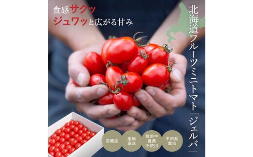 2026年発送 先行予約 金賞受賞 北海道フルーツミニトマト【ジェルバ】1.2kg【Farm of Soul】2023野菜ソムリエサミット金賞 先行受付 トマト とまと ミニトマト 野菜 高糖度 甘い 北海道 比布町 ぴっぷ 1010-001