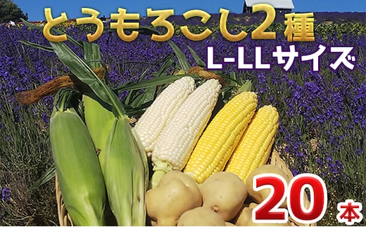 【令和8年産】先行予約 かんのファーム 産 とうもろこし 食べ比べ 20本 セット ( じゃがいも 付 ) 北海道 上富良野町 とうもろこし トウモロコシ セット じゃがいも ジャガイモ 野菜 芋 