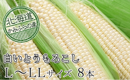 【令和8年産】朝採り【白いとうもろこし】L-LL 8本セット≪北海道上富良野町産≫ 野菜 トウモロコシ 