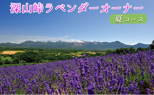 【令和8年】ラベンダーオーナー制度（夏コース） チケット 入場券 優待券 果物類 フルーツ アロマグッズ 