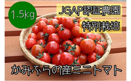 【令和8年産】特別栽培＆JGAP認証農場 かみふらの産朝採れミニトマト1.5kg 野菜 キャロル10 野菜ソムリエ 特別栽培農作物 1.5キロ 