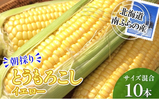 南ふらの産 朝採り とうもろこし (イエロー)【サイズ混合】10本 北海道 南富良野町 トウモロコシ とうきび トウキビ 2026年発送 先行予約 野菜 12本 コーン 