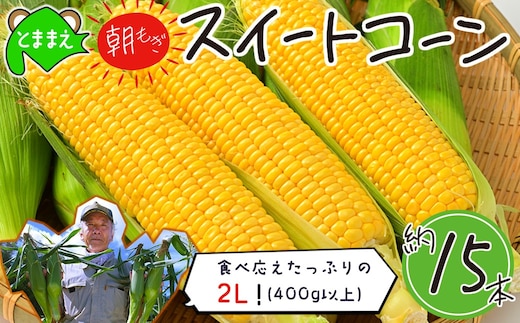 【令和8年産先行受付】北海道とままえ産スイートコーン 約15本 （先行予約 北海道産 とうもろこし とうきび 朝どれ 朝もぎ 旬 新鮮 送料無料 冷蔵）