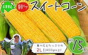 【令和8年産先行受付】北海道とままえ産スイートコーン　約15本 （先行予約　北海道産　とうもろこし　とうきび　朝どれ　朝もぎ　旬　新鮮　送料無料　冷蔵）