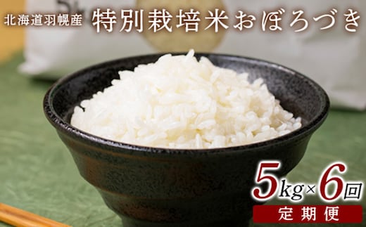 【2025年産】 【定期便：6回】 北海道羽幌産 特別栽培米 おぼろづき5kg【0811402】