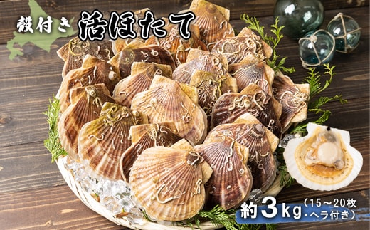 北海道 羽幌町産 殻付き活ホタテ 約3kg（15～20枚・ヘラ付き）【0910204】