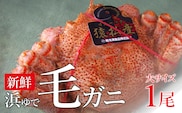 新鮮浜ゆで毛ガニ（大）×1尾【0401601】