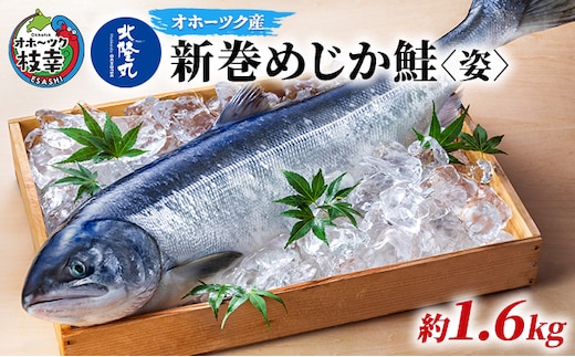 北隆丸 新巻めじか鮭〈姿〉約1.6kg【 枝幸産 魚貝類 サーモン 鮭 北海道 オホーツク 枝幸 】