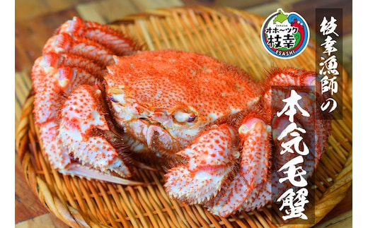 【朝獲れ毛蟹を即ボイル！枝幸漁師の本気毛蟹】特大毛ガニ(700g～900g)1尾入【 カニ 蟹 毛ガニ 毛がに 毛蟹 朝茹で 冷凍 北海道 オホーツク 枝幸 】