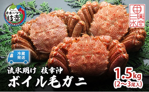 〈冷蔵発送〉流氷明け 枝幸沖 ボイル毛ガニ 1.5kg (2～3尾入) 先行予約【2026年3月頃発送予定】旬の味覚［丸中三興水産］オホーツク枝幸 前浜【 蟹 魚介 北海道 枝幸 】