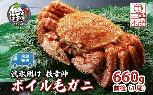 〈冷蔵発送〉流氷明け 枝幸沖 ボイル毛ガニ 660g前後×1尾 先行予約【2026年3月頃発送予定】旬の味覚［丸中三興水産］オホーツク枝幸 前浜【 蟹 魚介 北海道 枝幸 】
