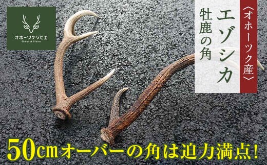 オホーツク産エゾシカ 牡鹿の角 ( ふるさと納税 エゾ鹿 天然素材 ハンドフラフト インテリア 狩猟素材 工芸品 北海道 遠軽町 株式会社オホーツクジビエ ) en01-00120