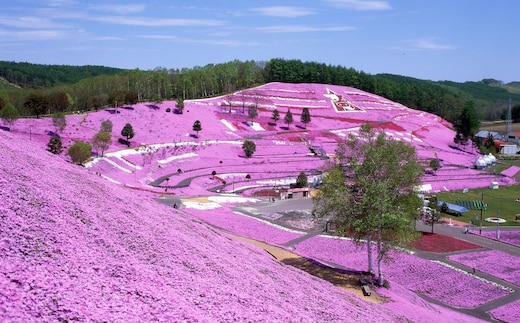 【北海道大空町】旅行割引クーポン券60,000円分 OST005