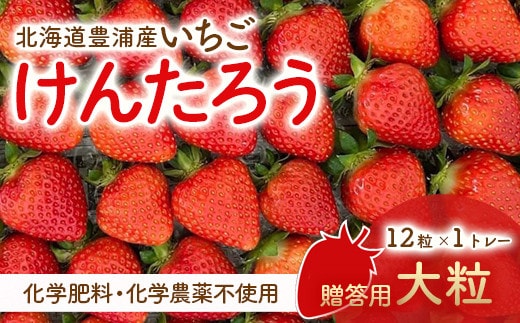 【2026.4月下旬以降順次出荷】贈答用いちご(大粒) 12粒1トレー