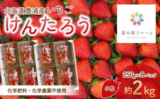 【2026.4月下旬以降順次出荷】北海道 豊浦 いちご 小玉 けんたろう 250g×8パック 約2kg