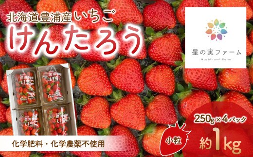 【2026.4月下旬以降順次出荷】北海道 豊浦 いちご 小玉 けんたろう 250g×4パック1箱 約1kg