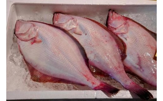 北海道 豊浦 噴火湾 水揚げ 生アカガレイ 約4kg