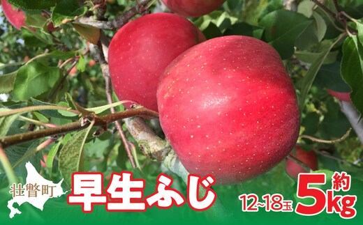＜2025年10月中旬よりお届け＞北海道壮瞥町 りんご 品種名「早生ふじ」12～18玉約5kg SBTF009