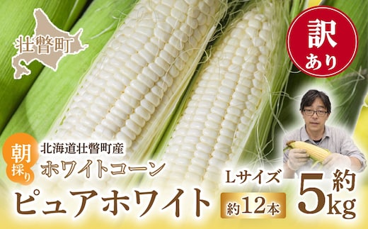 ＜2026年8月中旬頃よりお届け＞【訳あり】【朝採り】ピュアホワイト（ホワイトコーン）Lサイズ以上12本(約5kg) SBTQ016