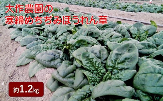 ＜2025年12月上旬よりお届け＞大作農園の寒諦めちぢみほうれん草 約1.2kg SBTR001