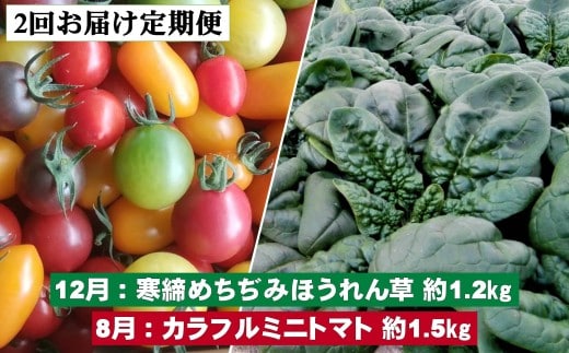 ＜2025年12月・2026年8月お届け＞大作農園 寒諦めちぢみほうれん草約1.2kg・カラフルミニトマト約1.5kg 2回お届け定期便 SBTR006