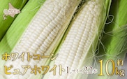 ＜2026年8月中旬よりお届け＞【朝採り】北海道壮瞥町　ホワイトコーン「ピュアホワイト」Lサイズ以上22本（約10kg） SBTQ002