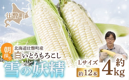 ＜2026年8月下旬よりお届け＞【朝採り】北海道壮瞥産 白いとうもろこし「雪の妖精」Lサイズ12本(約4kg) SBTQ001