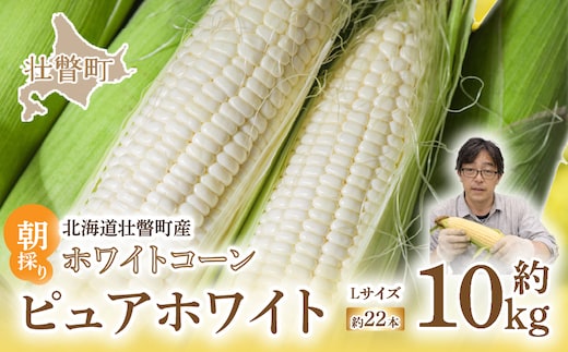＜2026年8月中旬よりお届け＞【朝採り】北海道壮瞥町 ホワイトコーン「ピュアホワイト」Lサイズ以上22本（約10kg） SBTQ002
