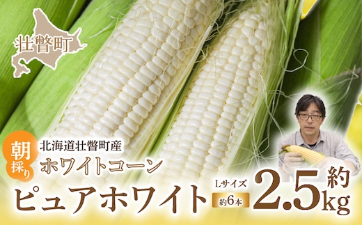 ＜2026年8月中旬よりお届け＞【朝採り】北海道壮瞥町産 ホワイトコーン「ピュアホワイト」Lサイズ以上6本（約2.5kg） SBTQ004
