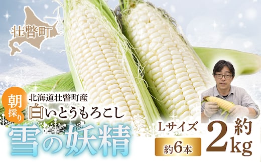 ＜2026年8月下旬よりお届け＞【朝採り】北海道壮瞥産 白いとうもろこし「雪の妖精」Lサイズ6本(約2kg) SBTQ005