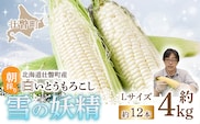 ＜2026年8月下旬よりお届け＞【朝採り】北海道壮瞥産 白いとうもろこし「雪の妖精」Lサイズ12本(約4kg) SBTQ001
