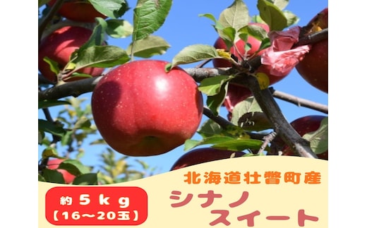 【先行予約】 シナノスイート 約5kg <2026年10月下旬頃～発送予定> SBTB013