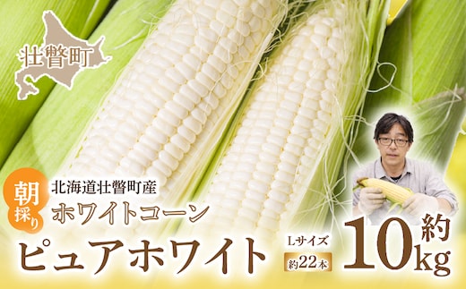 ＜2026年8月中旬よりお届け＞【朝採り】北海道壮瞥町 ホワイトコーン「ピュアホワイト」Lサイズ以上22本（約10kg） SBTQ002